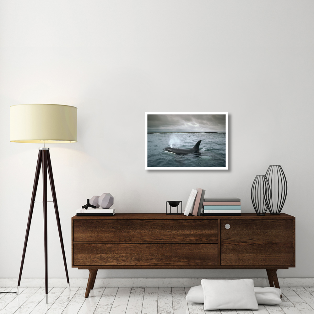 Orca, Santa Cruz Island, Galapagos Islands, Ecuador-Paper Art-32&quotx22"