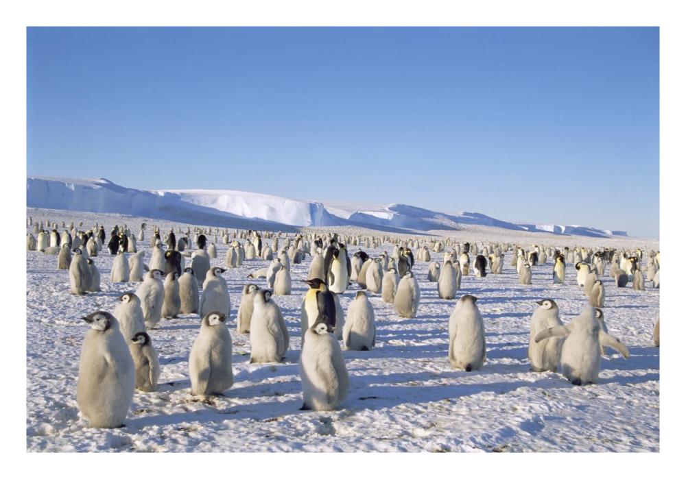 Emperor Penguin rookery, Princess Martha Coast, Weddell Sea, Antarctica-Paper Art-26"x18"