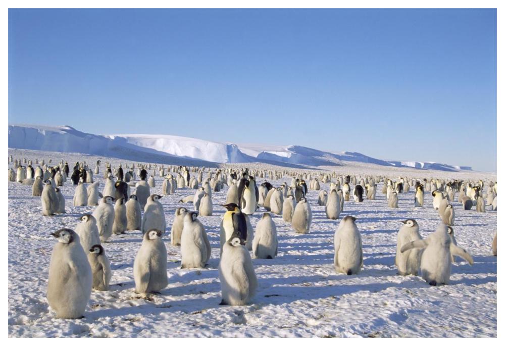 Emperor Penguin rookery, Princess Martha Coast, Weddell Sea, Antarctica-Paper Art-62"x42"