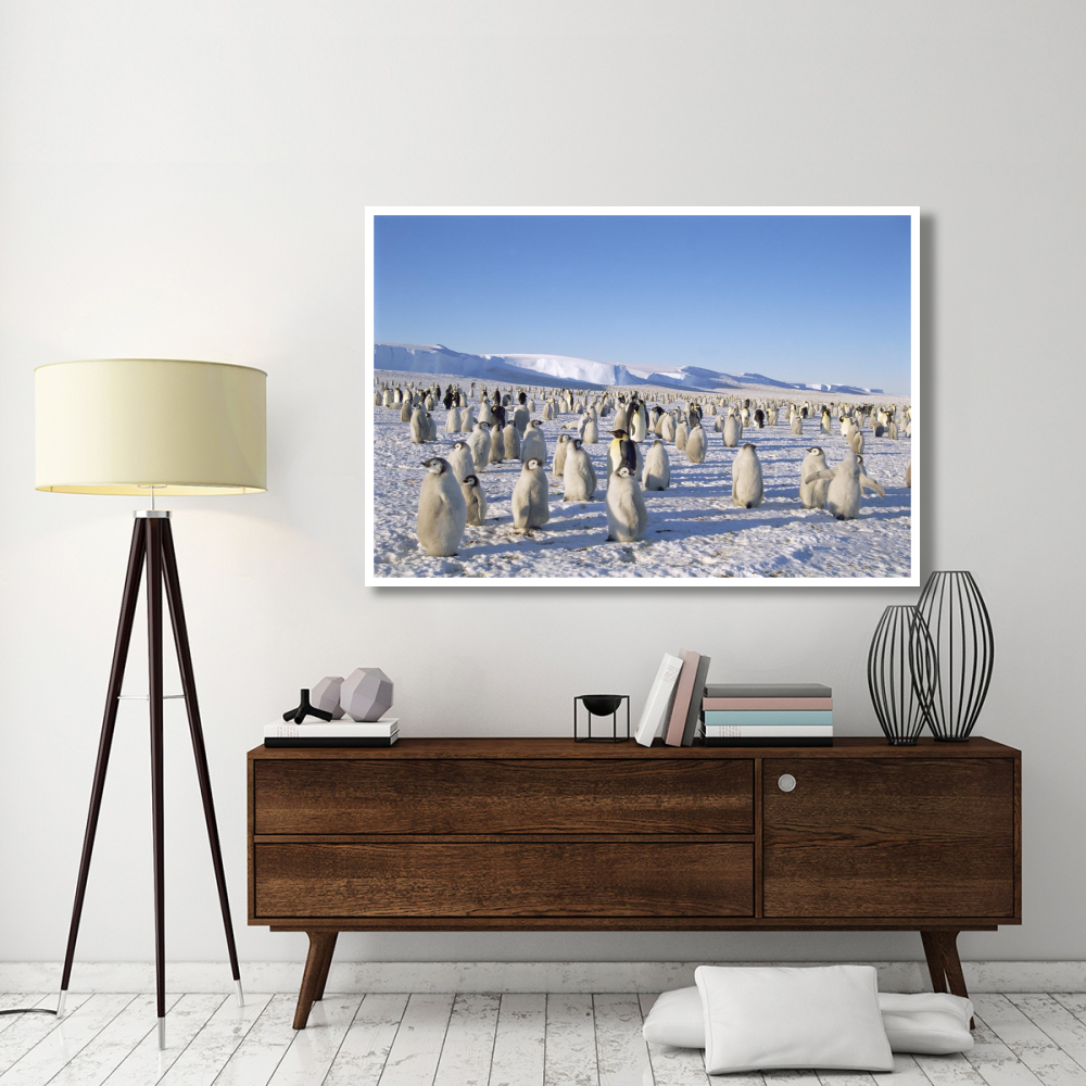 Emperor Penguin rookery, Princess Martha Coast, Weddell Sea, Antarctica-Paper Art-62&quotx42"