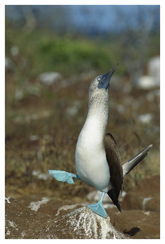 Blue-footed Booby dancing, Galapagos Islands, Ecuador-Paper Art-34"x50"