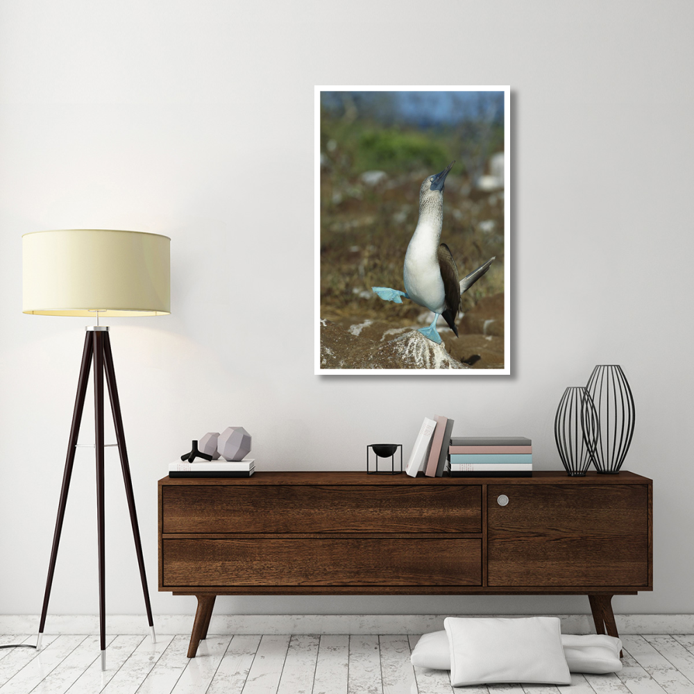 Blue-footed Booby dancing, Galapagos Islands, Ecuador-Paper Art-34&quotx50"