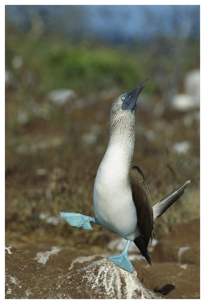 Blue-footed Booby dancing, Galapagos Islands, Ecuador-Paper Art-42"x62"