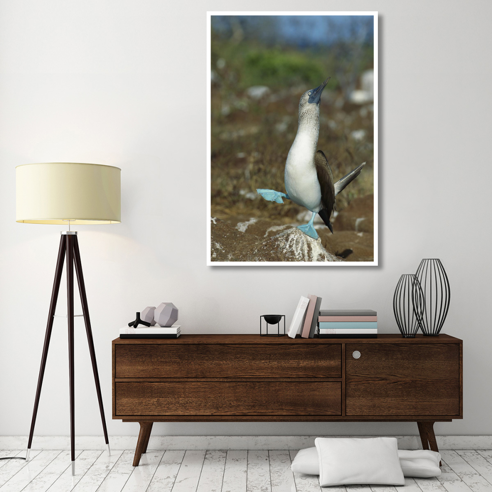 Blue-footed Booby dancing, Galapagos Islands, Ecuador-Paper Art-42&quotx62"