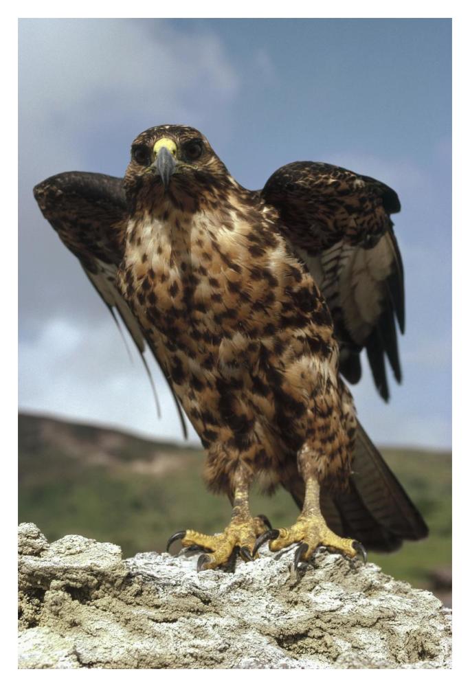 Galapagos Hawk perching on rock, Isabella Island, Galapagos Islands, Ecuador-Paper Art-14"x20"