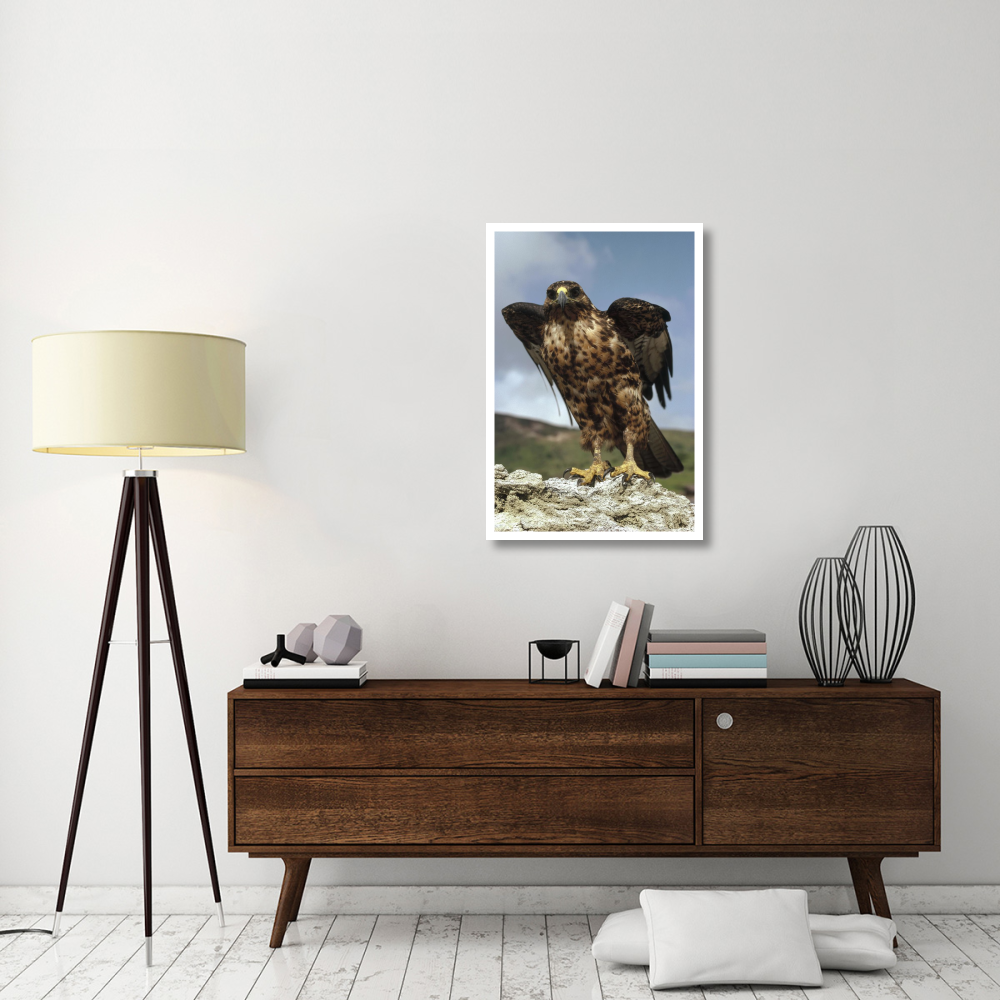 Galapagos Hawk perching on rock, Isabella Island, Galapagos Islands, Ecuador-Paper Art-26&quotx38"