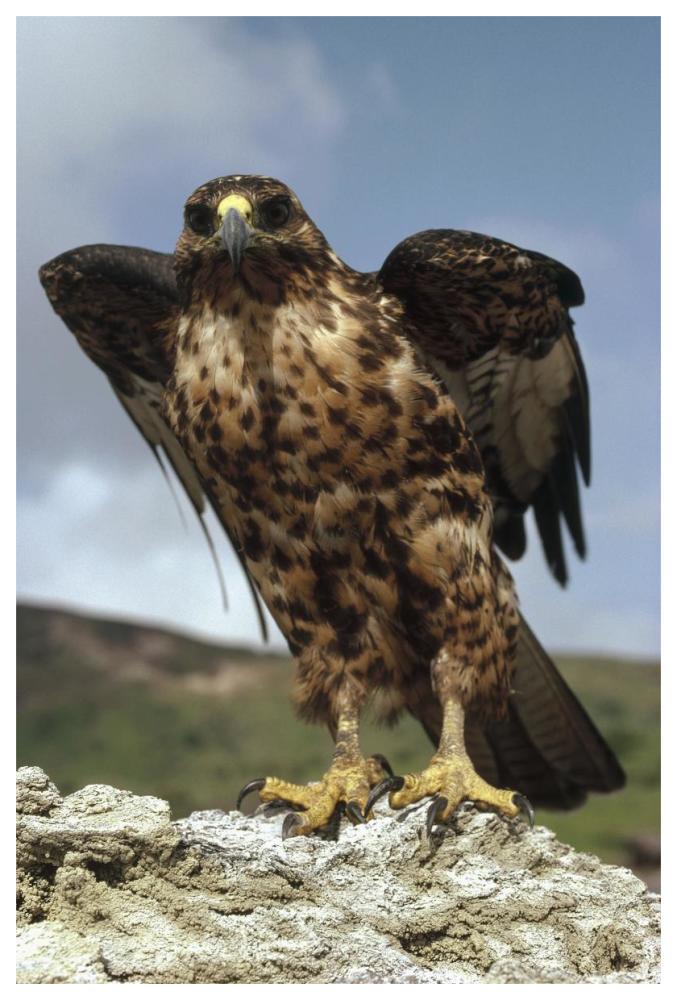 Galapagos Hawk perching on rock, Isabella Island, Galapagos Islands, Ecuador-Paper Art-42"x62"