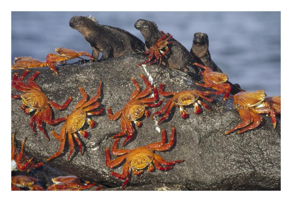 Sally Lightfoot Crabs and Marine Iguanas, Galapagos Islands, Ecuador-Paper Art-26"x18"
