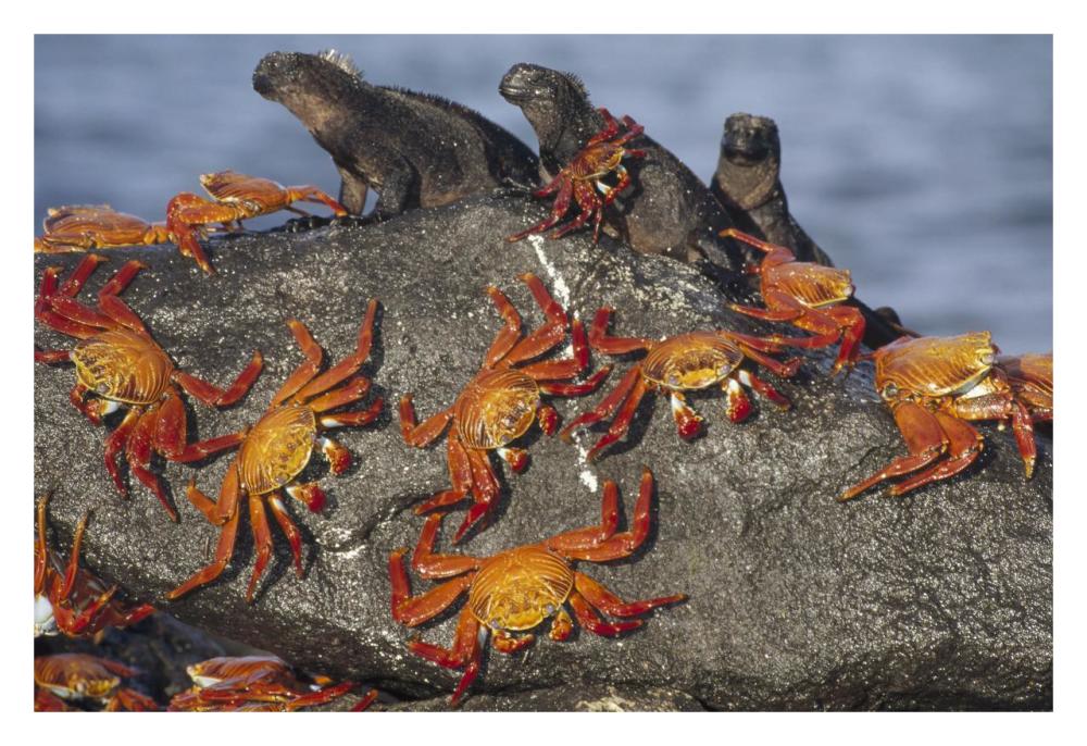 Sally Lightfoot Crabs and Marine Iguanas, Galapagos Islands, Ecuador-Paper Art-32"x22"