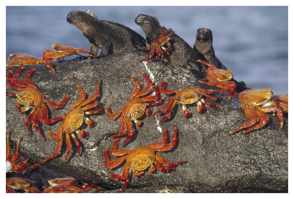 Sally Lightfoot Crabs and Marine Iguanas, Galapagos Islands, Ecuador-Paper Art-50"x34"