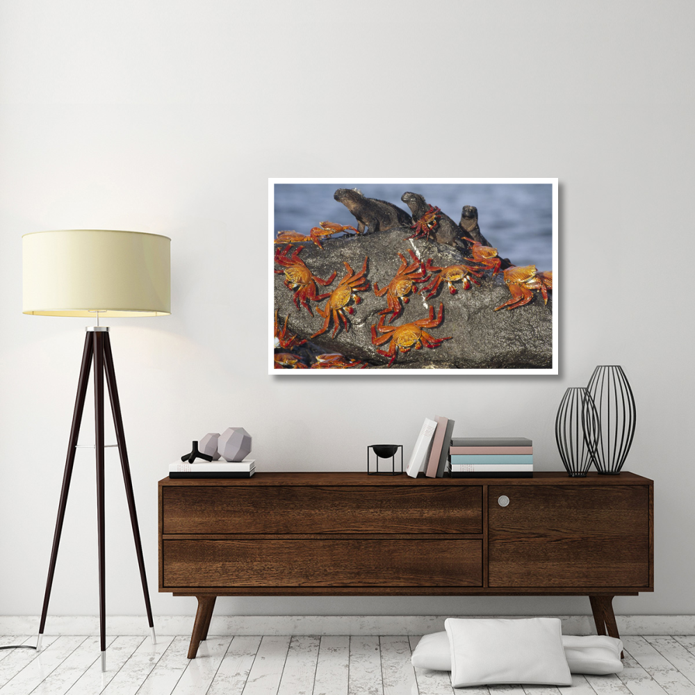 Sally Lightfoot Crabs and Marine Iguanas, Galapagos Islands, Ecuador-Paper Art-50&quotx34"