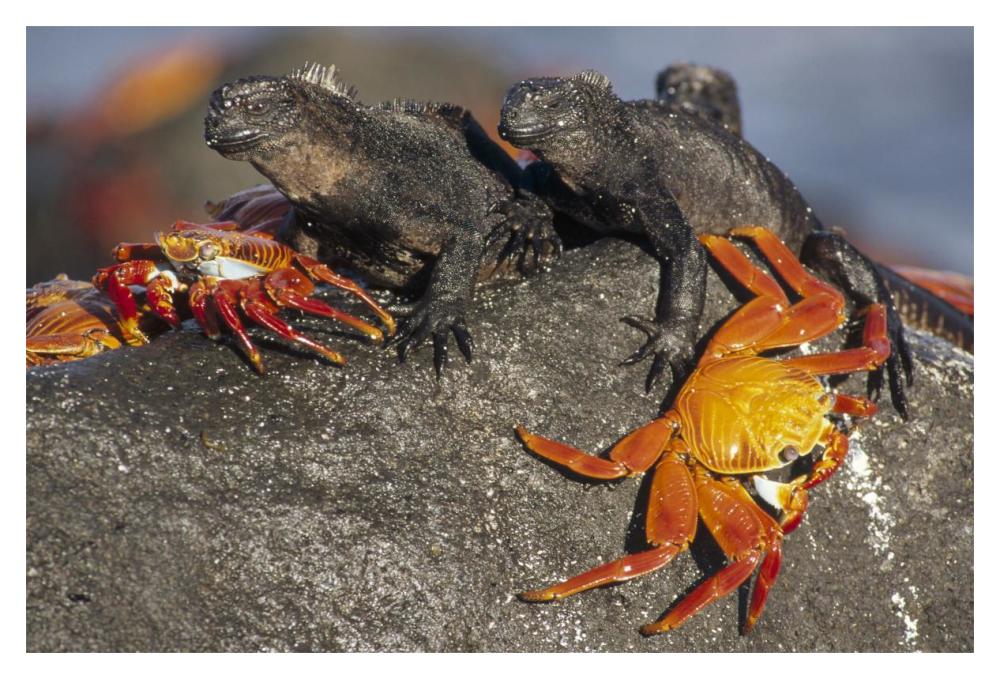 Sally Lightfoot Crabs and Marine Iguanas, Galapagos Islands, Ecuador-Paper Art-20"x14"