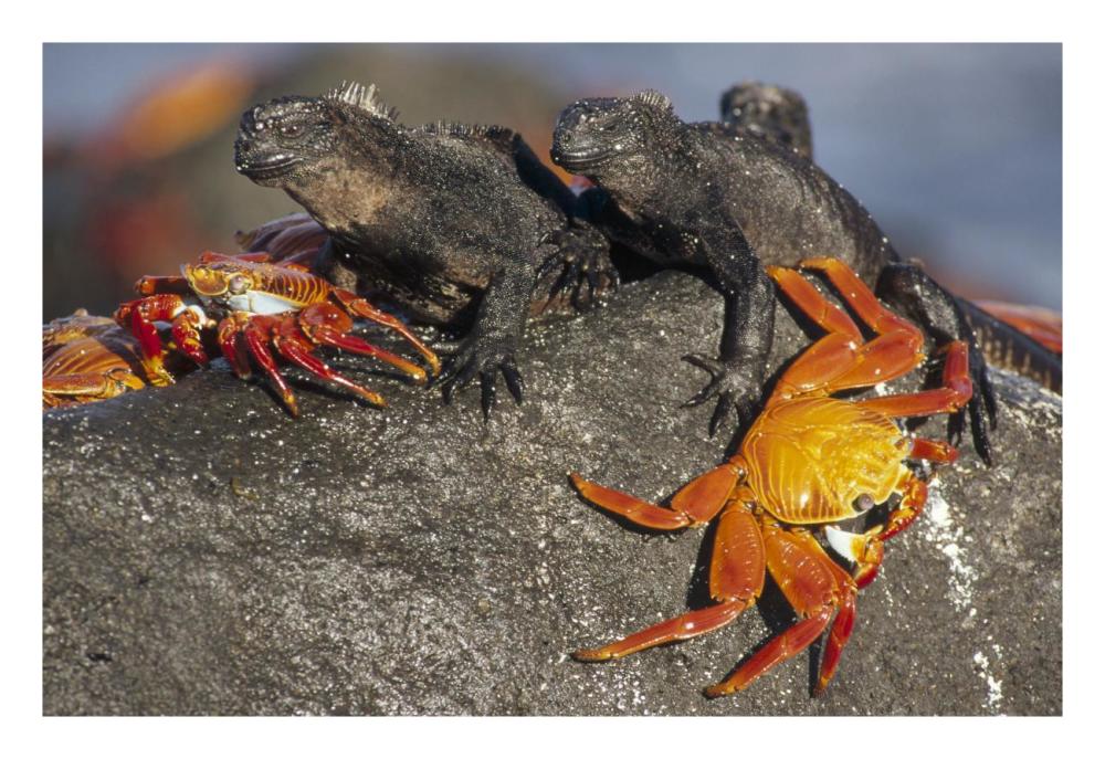 Sally Lightfoot Crabs and Marine Iguanas, Galapagos Islands, Ecuador-Paper Art-26"x18"
