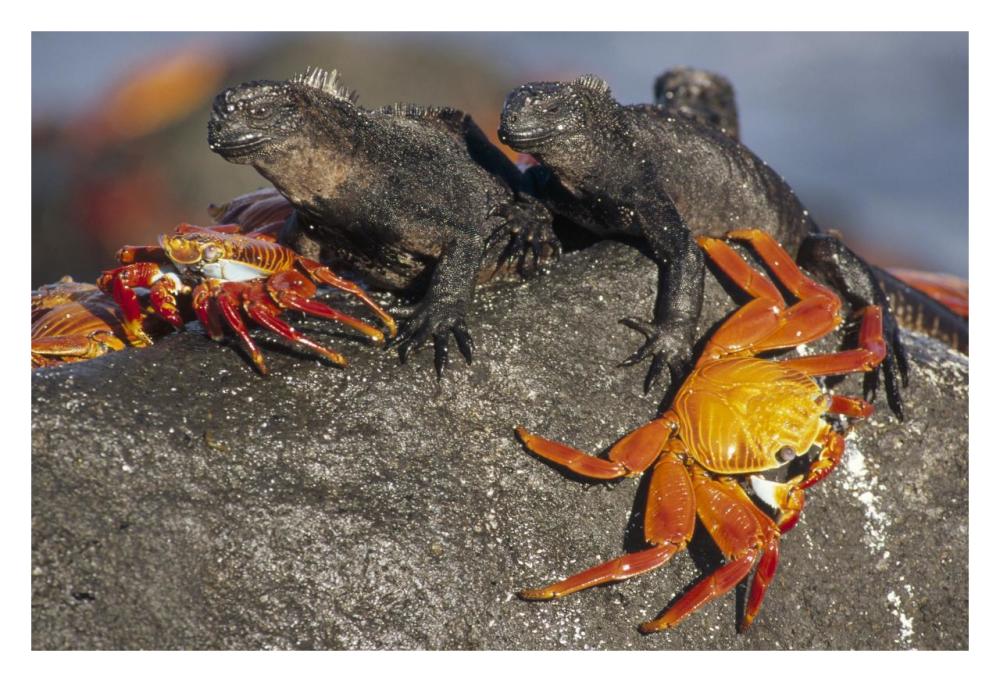 Sally Lightfoot Crabs and Marine Iguanas, Galapagos Islands, Ecuador-Paper Art-32"x22"