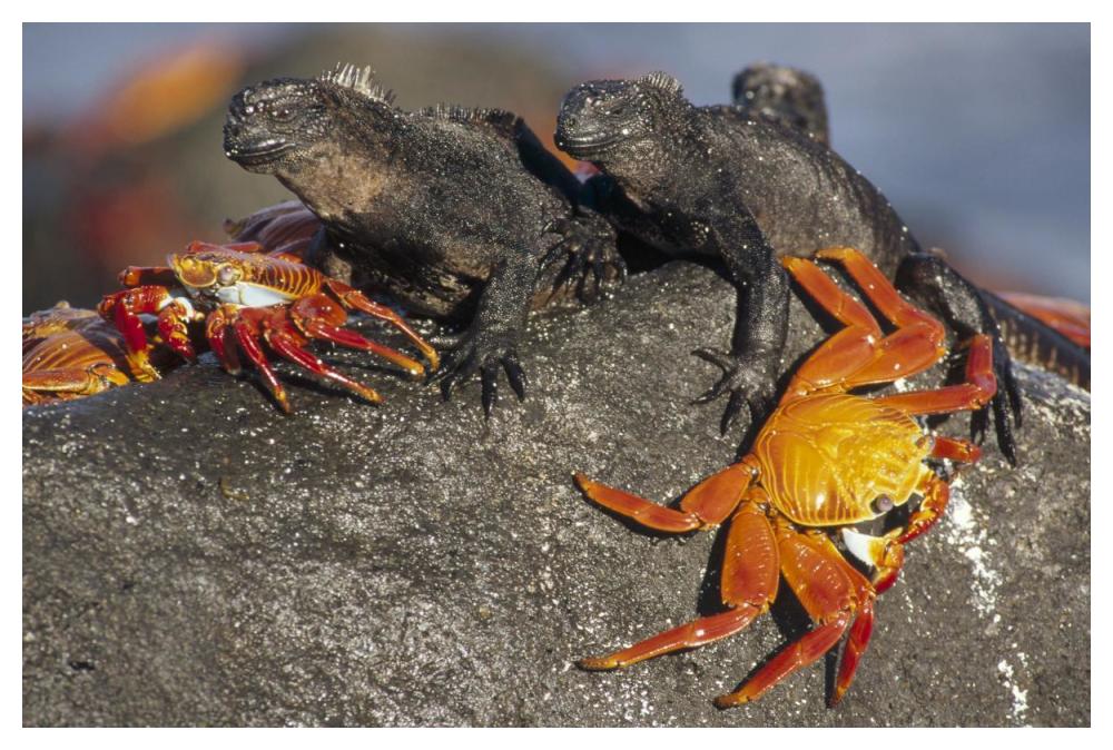 Sally Lightfoot Crabs and Marine Iguanas, Galapagos Islands, Ecuador-Paper Art-50"x34"