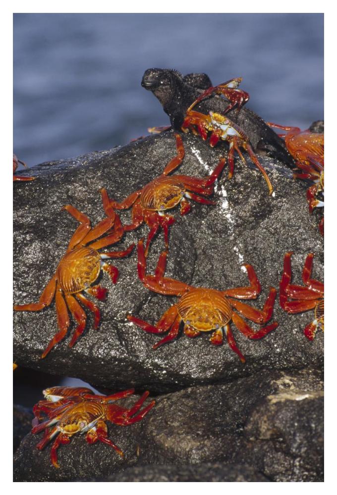 Sally Lightfoot Crabs and Marine Iguanas, Galapagos Islands, Ecuador-Paper Art-14"x20"