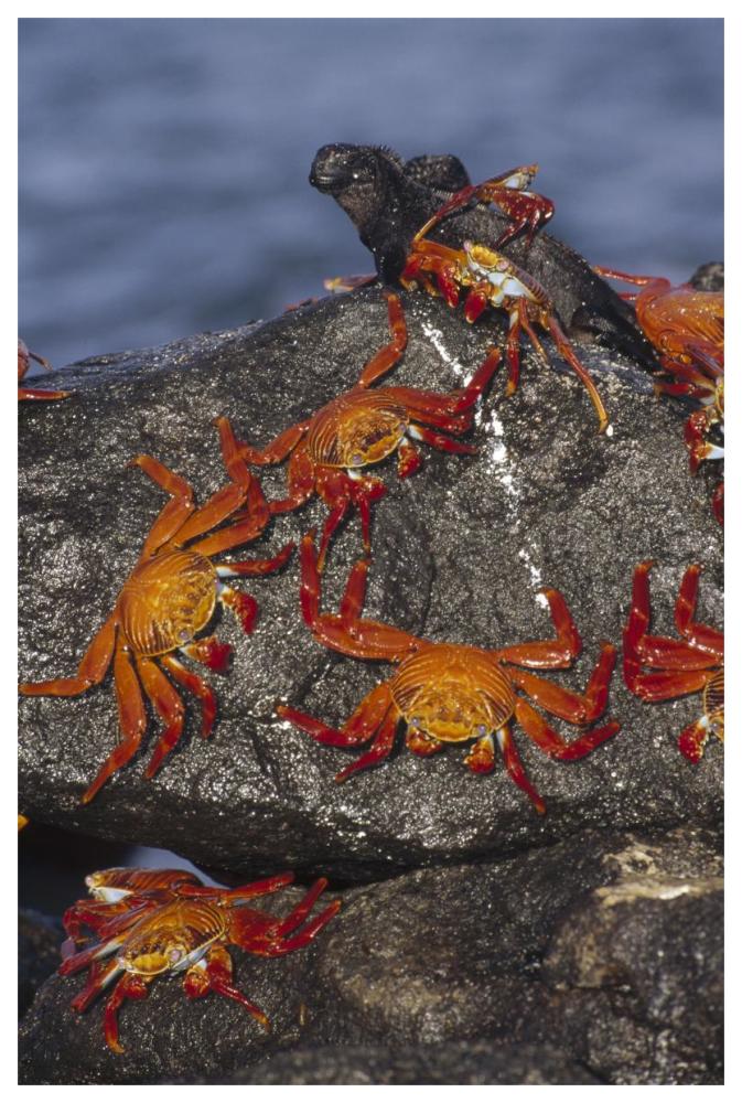 Sally Lightfoot Crabs and Marine Iguanas, Galapagos Islands, Ecuador-Paper Art-42"x62"