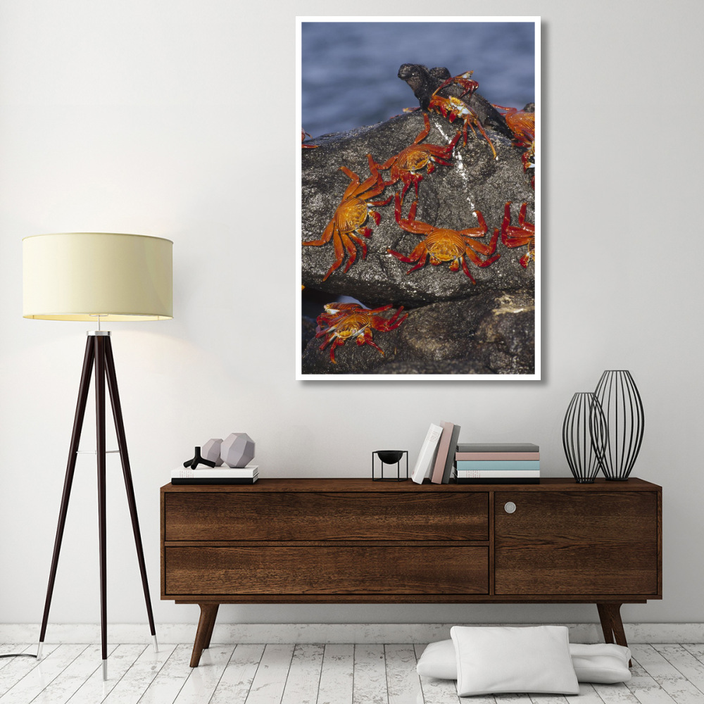Sally Lightfoot Crabs and Marine Iguanas, Galapagos Islands, Ecuador-Paper Art-42&quotx62"