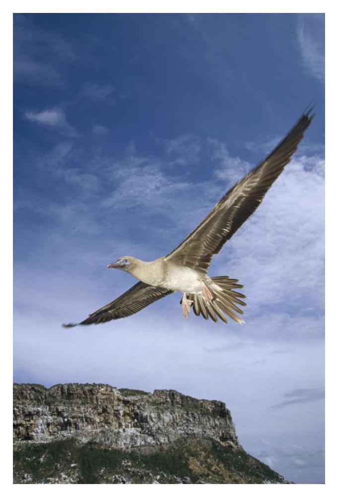 Red-footed Booby juvenile flying, Galapagos Islands, Ecuador-Paper Art-14"x20"