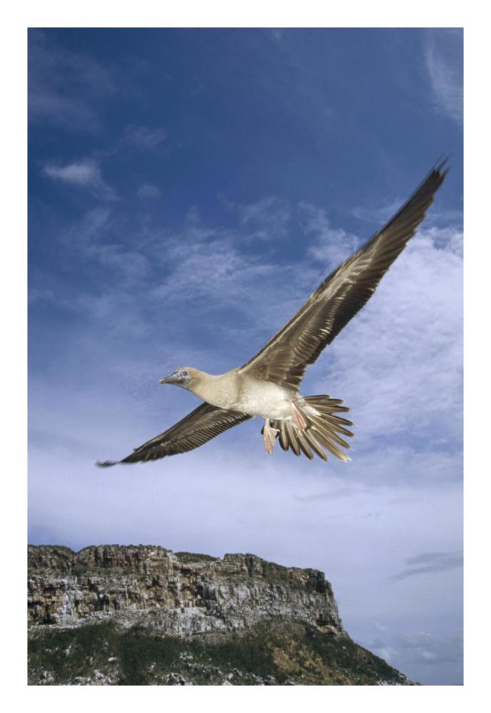 Red-footed Booby juvenile flying, Galapagos Islands, Ecuador-Paper Art-18"x26"