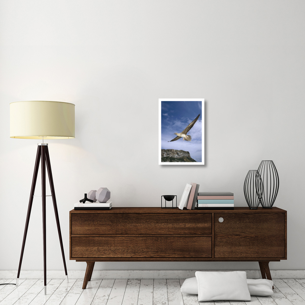Red-footed Booby juvenile flying, Galapagos Islands, Ecuador-Paper Art-18&quotx26"