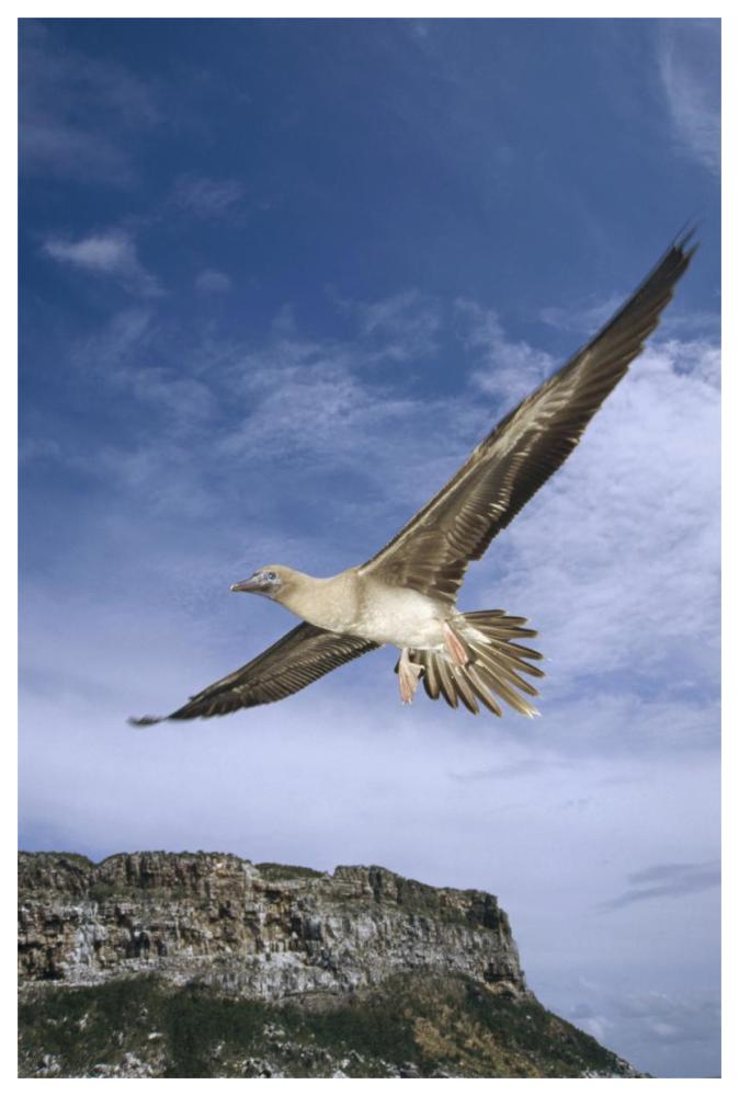 Red-footed Booby juvenile flying, Galapagos Islands, Ecuador-Paper Art-42"x62"