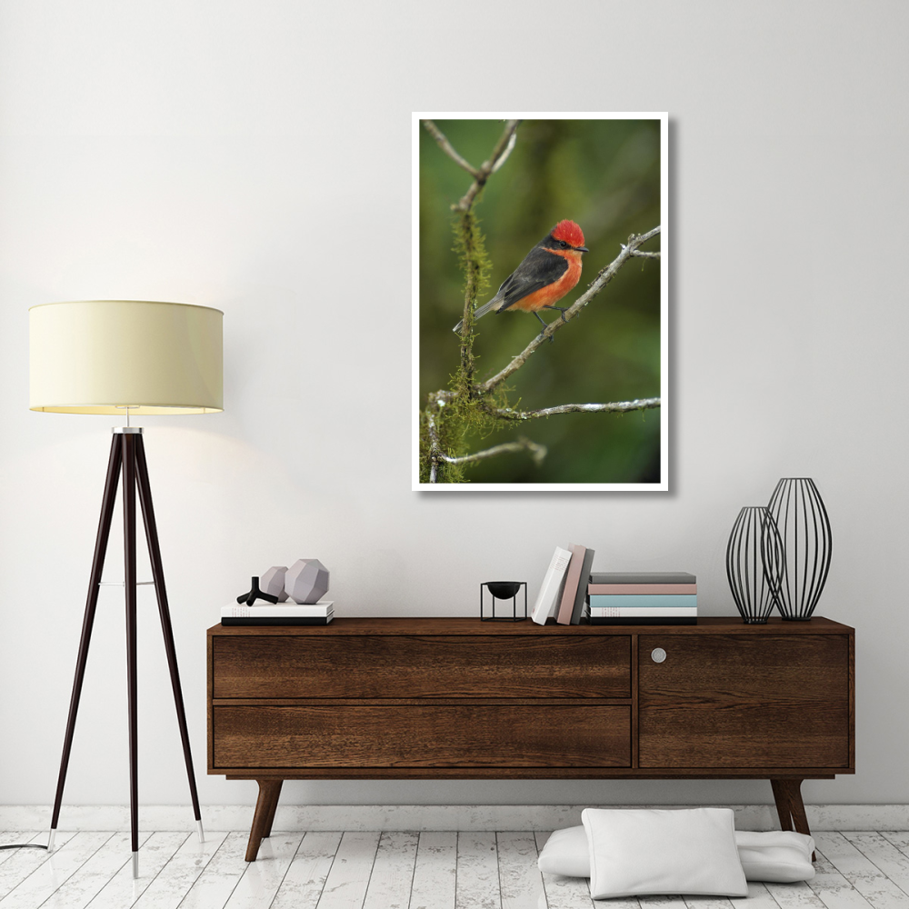 Vermilion Flycatcher male in scalesia tree, Galapagos Islands, Ecuador-Paper Art-34&quotx50"