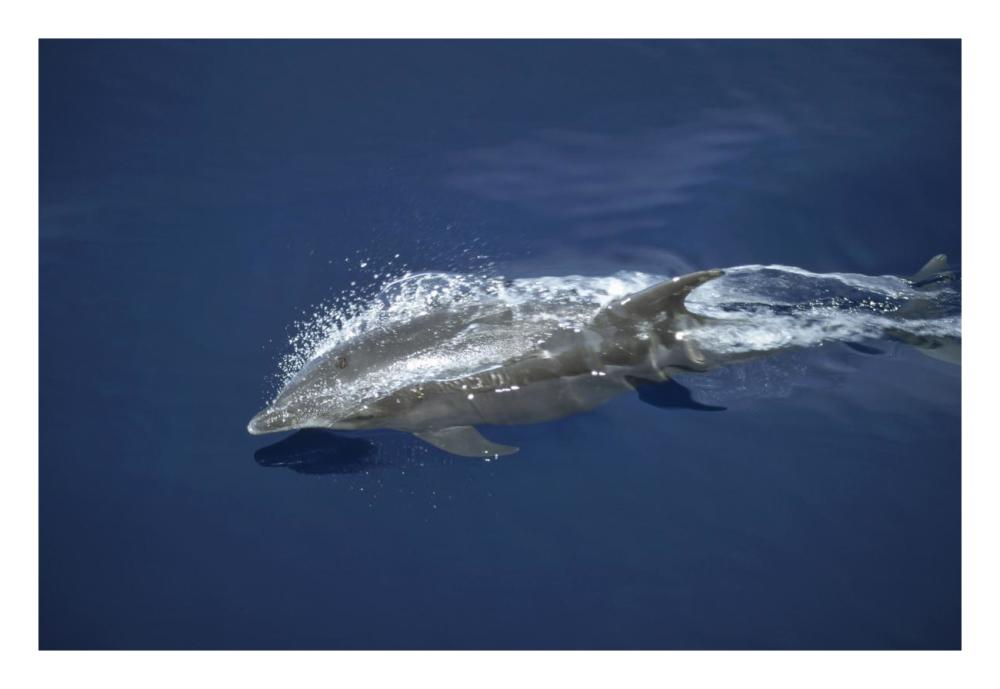 Bottlenose Dolphin leaping playfully through calm seas, Panama Bight, Panama-Paper Art-26"x18"