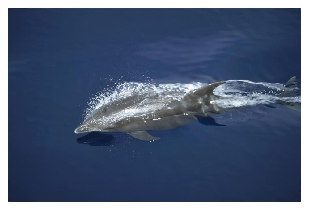 Bottlenose Dolphin leaping playfully through calm seas, Panama Bight, Panama-Paper Art-38"x26"