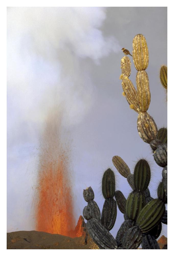 Galapagos Mockingbird atop Giant Candelabra Cactus near eruption, Galapagos-Paper Art-14"x20"