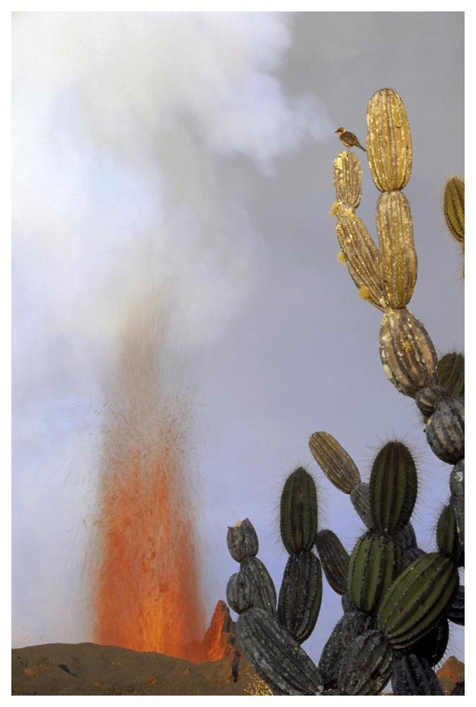 Galapagos Mockingbird atop Giant Candelabra Cactus near eruption, Galapagos-Paper Art-42"x62"