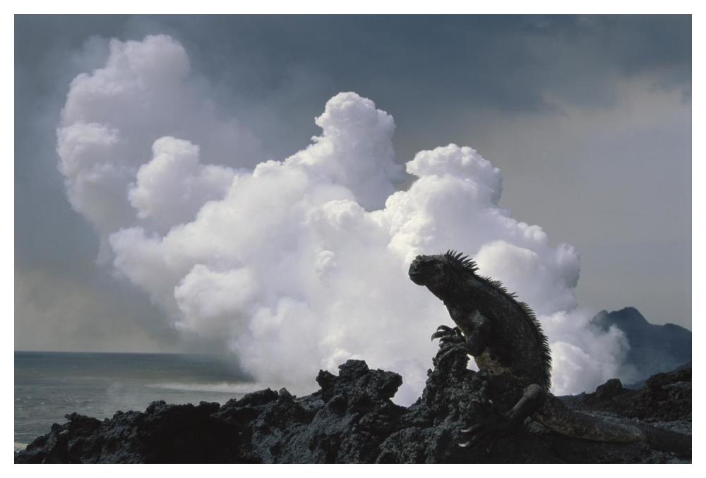 Marine Iguana and steam from new lava flow, Cape Hammond, Galapagos Islands-Paper Art-50"x34"