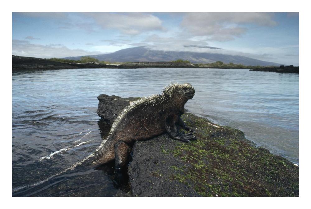 Marine Iguana, Punta Espinosa,  Galapagos Islands, Ecuador-Paper Art-26"x18"