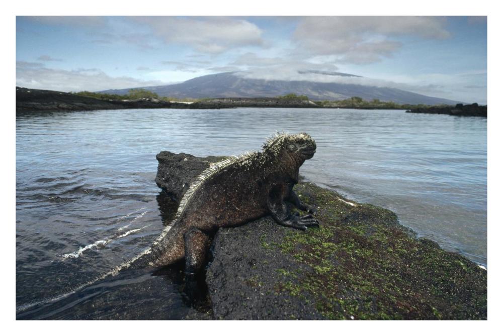 Marine Iguana, Punta Espinosa,  Galapagos Islands, Ecuador-Paper Art-32"x22"