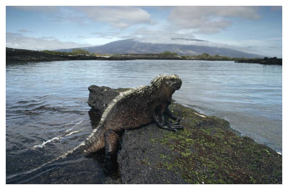 Marine Iguana, Punta Espinosa,  Galapagos Islands, Ecuador-Paper Art-50"x34"
