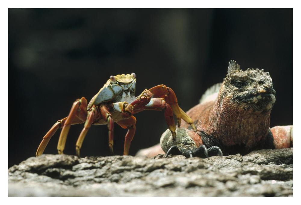 Marine Iguana male with Sally Lightfoot Crab, Galapagos Islands, Ecuador-Paper Art-38"x26"