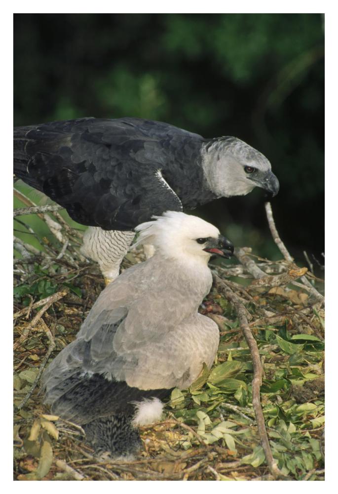 Harpy Eagle female and chick, Amazonian Peru-Paper Art-26"x38"