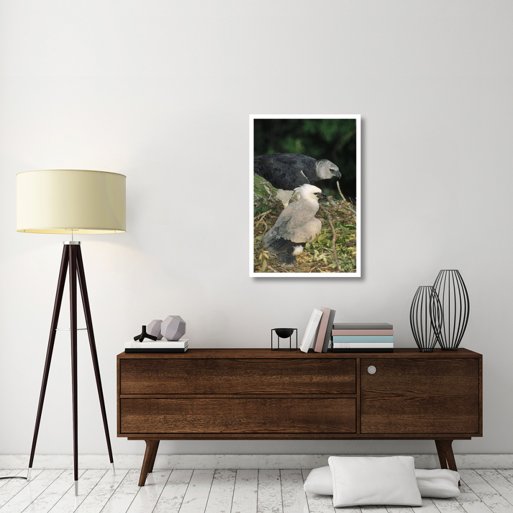 Harpy Eagle female and chick, Amazonian Peru-Paper Art-26&quotx38"