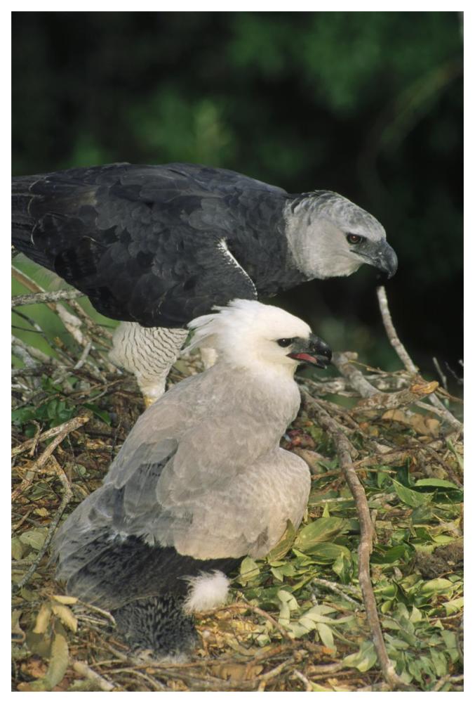 Harpy Eagle female and chick, Amazonian Peru-Paper Art-42"x62"