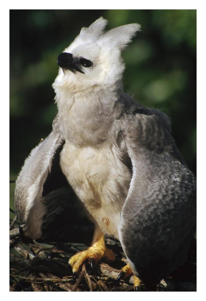 Harpy Eagle juvenile in nest taking a threat posture, Amazonian Peru-Paper Art-22"x32"