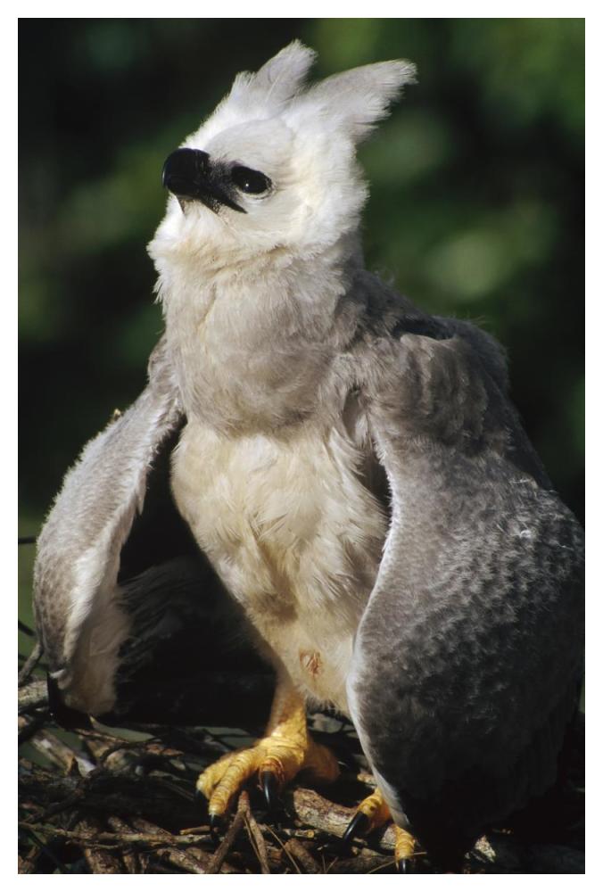 Harpy Eagle juvenile in nest taking a threat posture, Amazonian Peru-Paper Art-34"x50"
