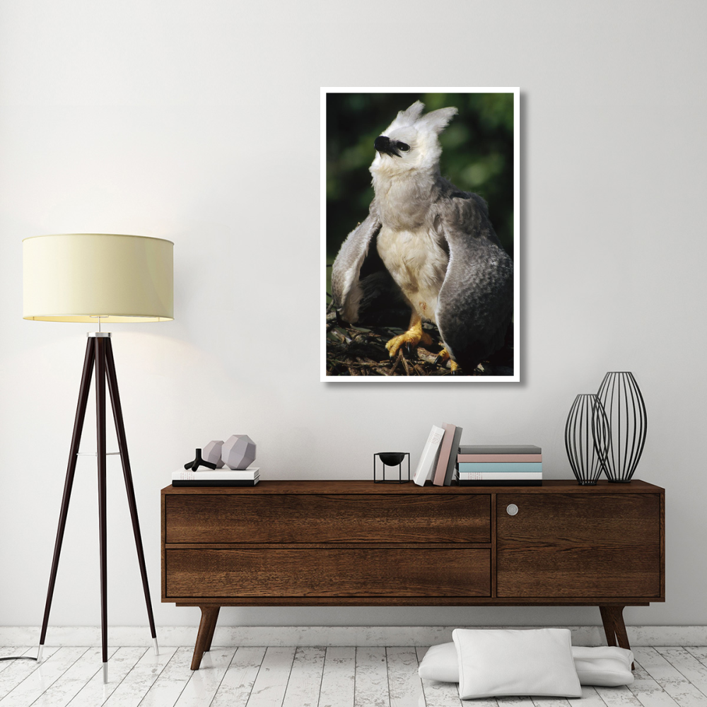 Harpy Eagle juvenile in nest taking a threat posture, Amazonian Peru-Paper Art-34&quotx50"
