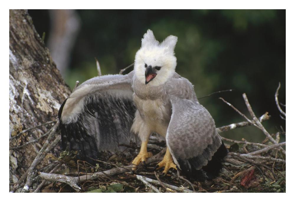 Harpy Eagle juvenile in nest taking a threat posture, Amazonian Peru-Paper Art-32"x22"
