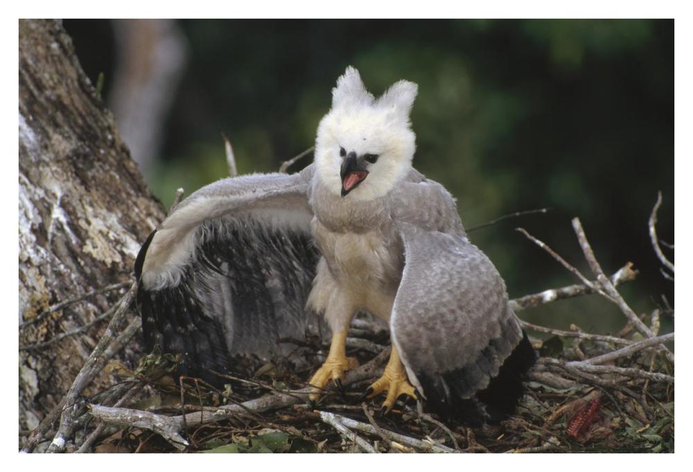 Harpy Eagle juvenile in nest taking a threat posture, Amazonian Peru-Paper Art-38"x26"
