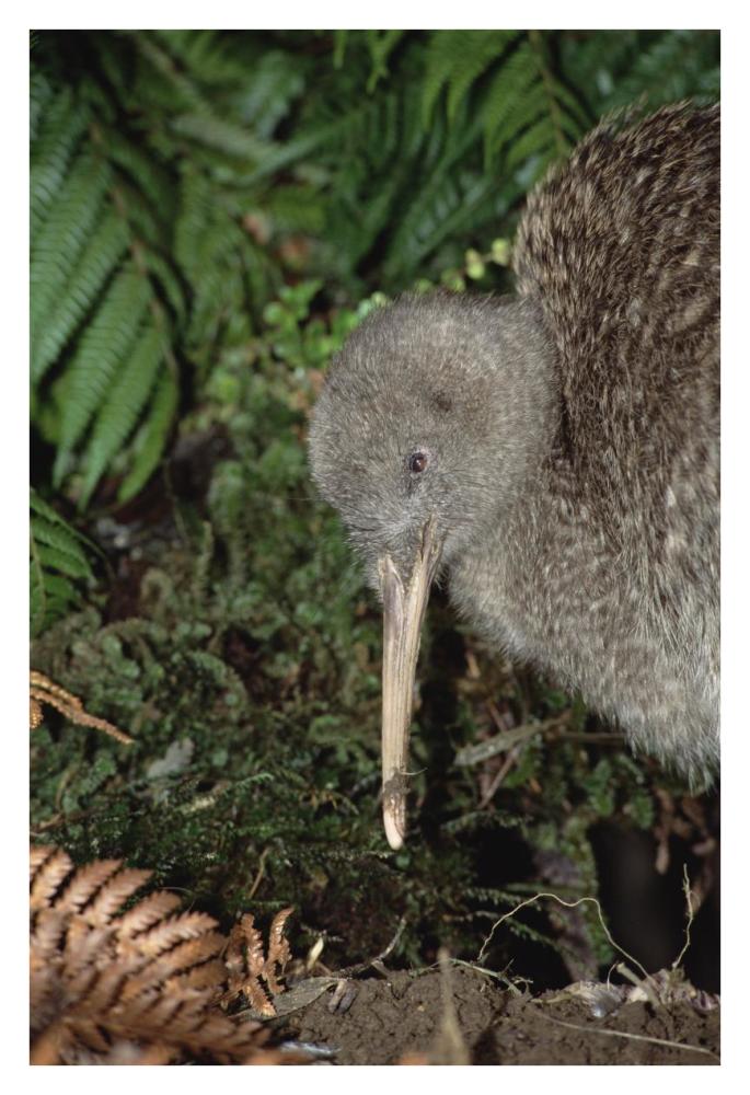 Great Spotted Kiwi male in rainforest, New Zealand-Paper Art-26"x38"