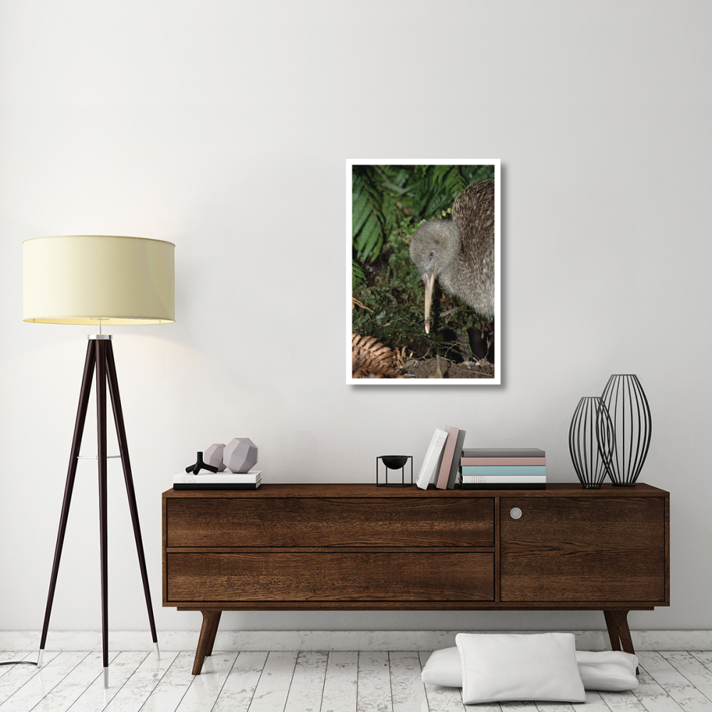 Great Spotted Kiwi male in rainforest, New Zealand-Paper Art-26&quotx38"