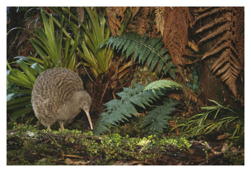 Great Spotted Kiwi male in rainforest habitat, New Zealand-Paper Art-20"x14"