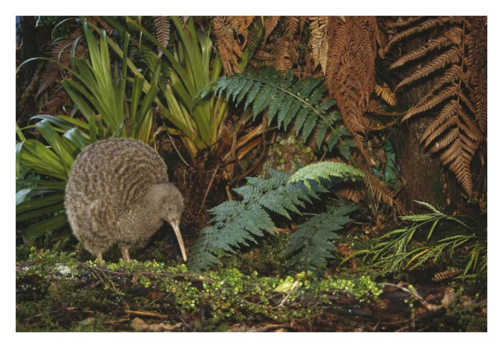 Great Spotted Kiwi male in rainforest habitat, New Zealand-Paper Art-32"x22"