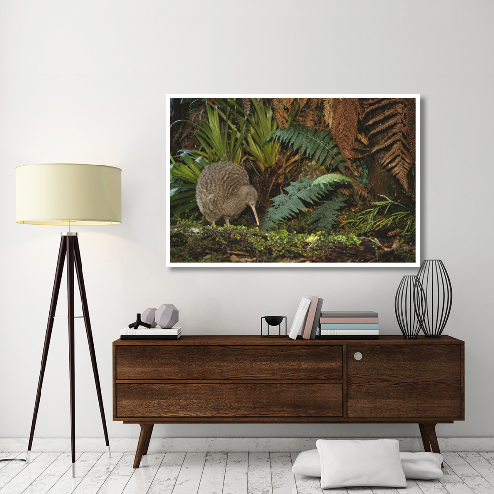 Great Spotted Kiwi male in rainforest habitat, New Zealand-Paper Art-62&quotx42"