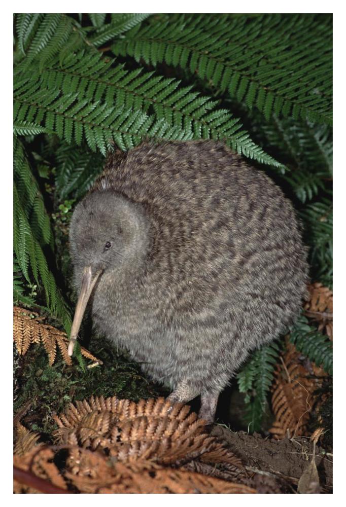 Great Spotted Kiwi male in rainforest habitat, New Zealand-Paper Art-14"x20"